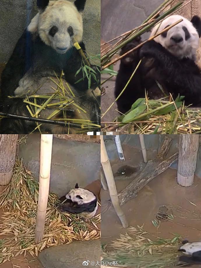 在美国遭受“虐待”的两只中国大熊猫，终于要接你们回家了… - 24