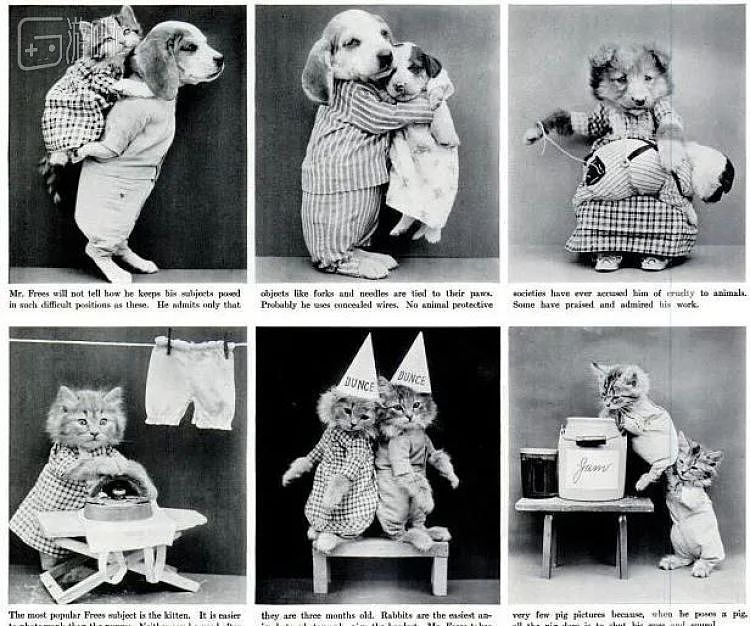 100年前就有的猫猫COS照，背后是悠久的动物虐待史 - 9