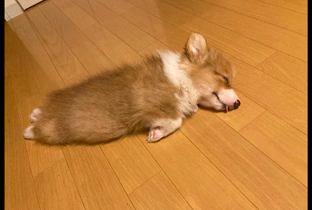 狗狗在家里玩玩具，累了直接就躺在地板上睡着了，睡相真可爱的呀 - 3