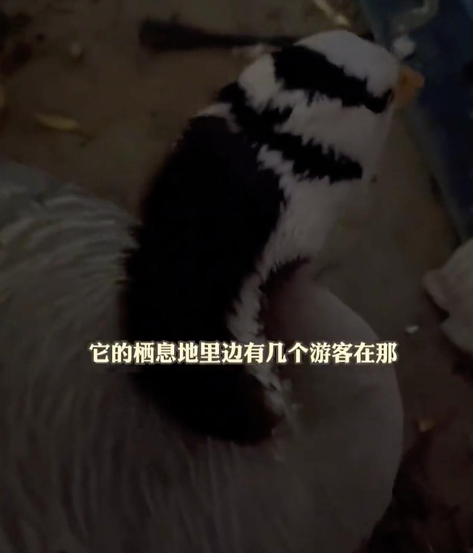 网红斑头雁被游客踢死，理由是它吓到了孩子 ... 动物成为网红，还是害了它们 - 16