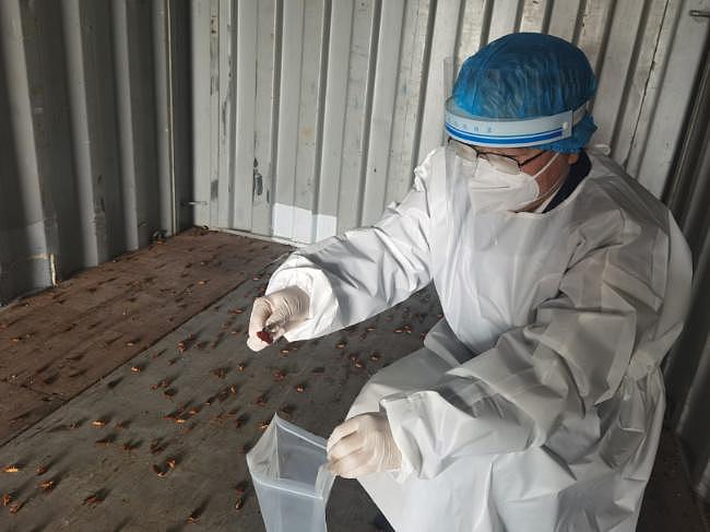 厦门海关进境空箱中截获 2000 只活蟑螂，系近年截获病媒生物数量之最 - 2