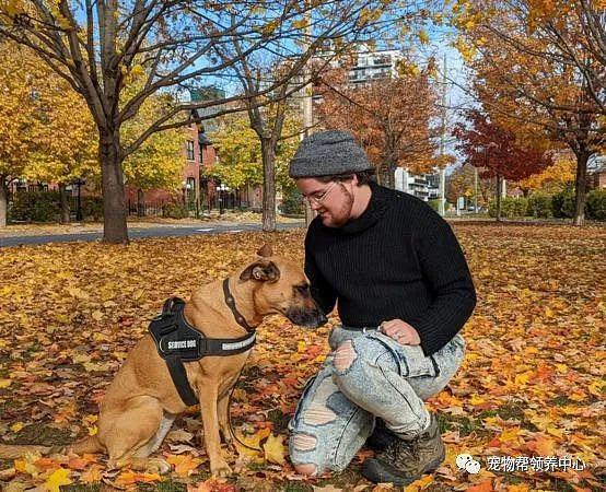 收容所流浪狗竟成治疗犬，不仅能治愈人，还能给出晕倒前警示！ - 3