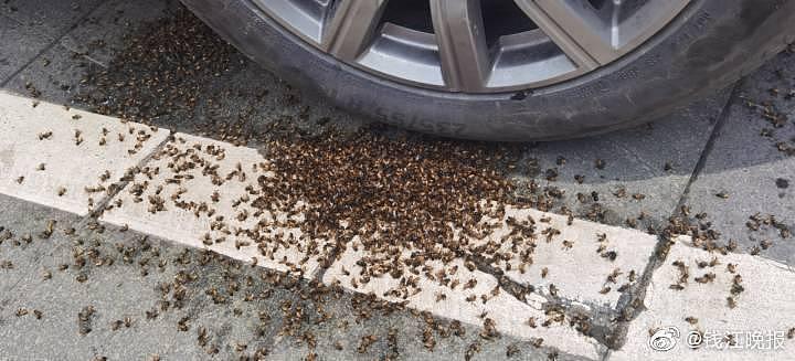“这还让不让人走啊！”杭州男车主崩溃求助 119，上千只蜜蜂在车轮上爬 - 1
