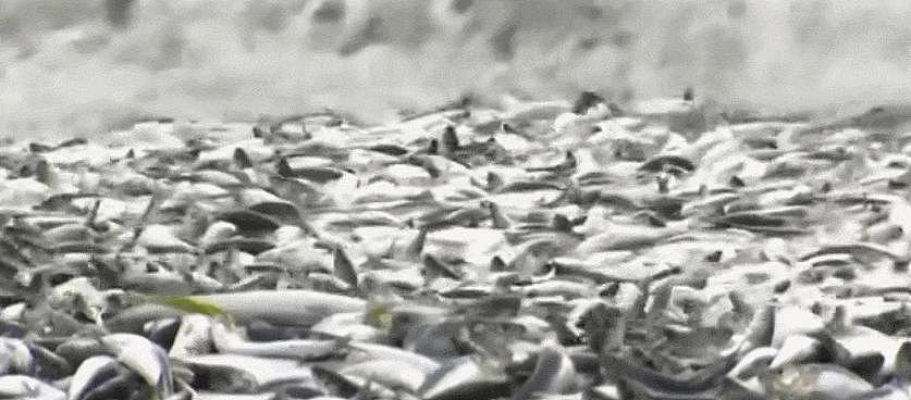日本千吨死鱼涌向海岸，外媒怒骂核废水污染？ - 8