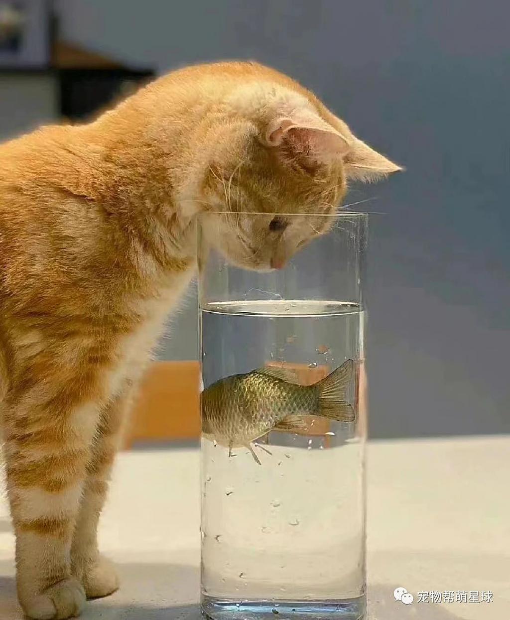 周三 终于知道为什么鱼害怕猫了，这一幕谁看了不迷糊啊！ - 1