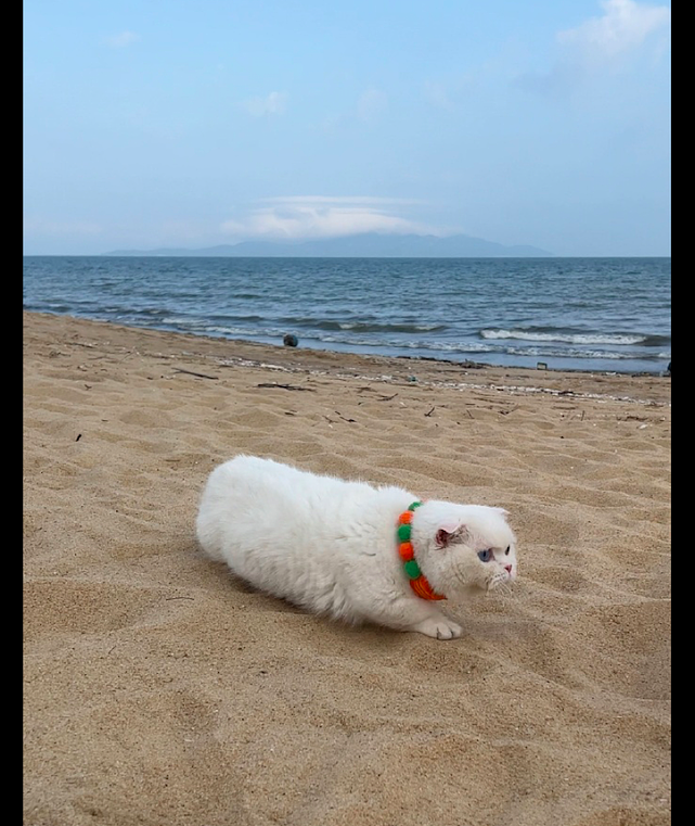 将猫咪带去沙滩上，它吓得瞬间变成了一条毛毛虫：好大的猫砂盆！ - 2
