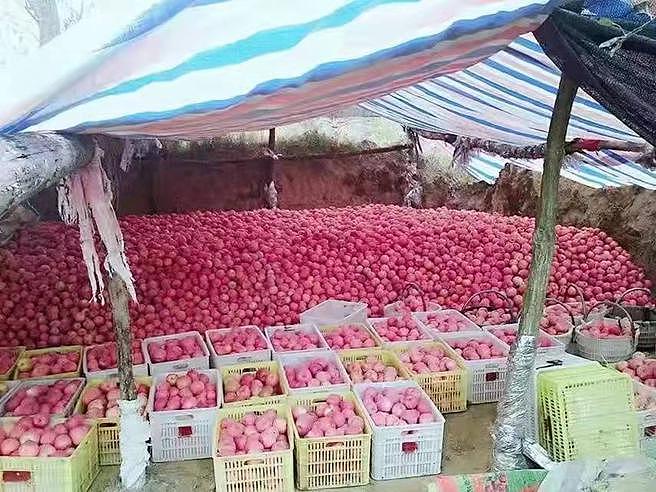困在苹果地里的陕西果农，按件计费 6 分钱，一亩地收入不到 2000 元 - 9