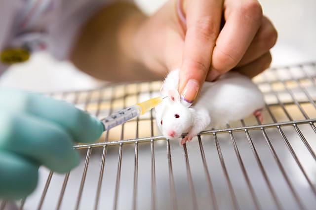 博士创业“卖小白鼠”年入过亿，实验动物成暴利行业？ - 1