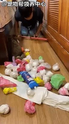 大扫除找出 60 多个塑料袋，当事猫坐一旁失落：宝藏被发现了 . - 4