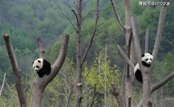 中国首创！已放生10只大熊猫，“母兽带崽”能恢复东北虎种群吗？ - 4