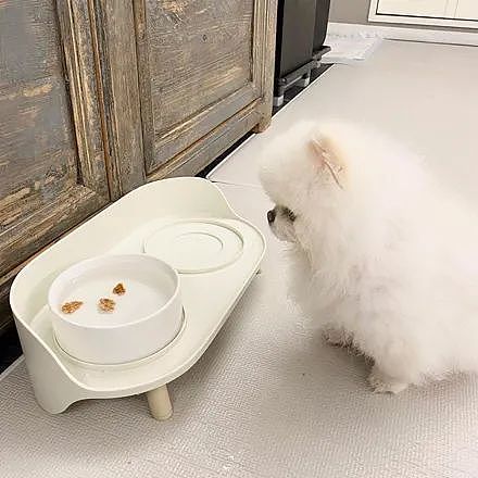 网友想骗狗子喝水，就把零食丢进水碗里，结果狗子的反应笑喷 - 1