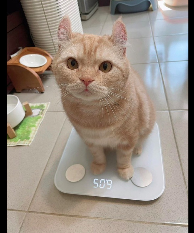 猫咪在称完体重之后，转身又去吃起饭来，这是嫌自己还不够重吗？ - 2