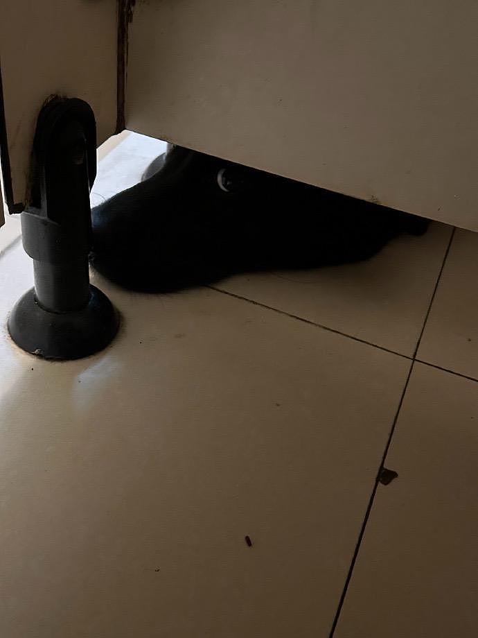 女厕门缝惊现 43 码“大黑皮鞋”，刚要报警，突然发现“皮鞋”睁眼了…… - 3