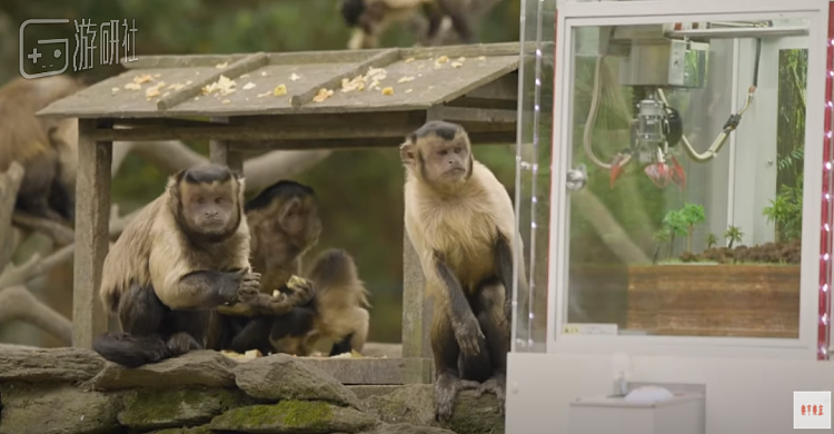 人类正在试图教会猴子玩抓娃娃机 - 3