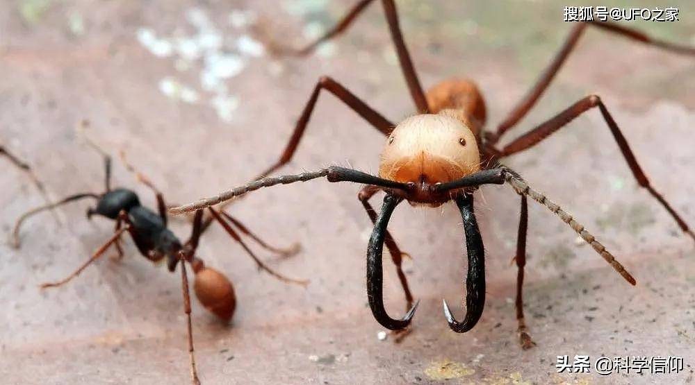 一个是专吃白蚁的食蚁兽，一个是吃光一切的行军蚁，谁更强？ - 5