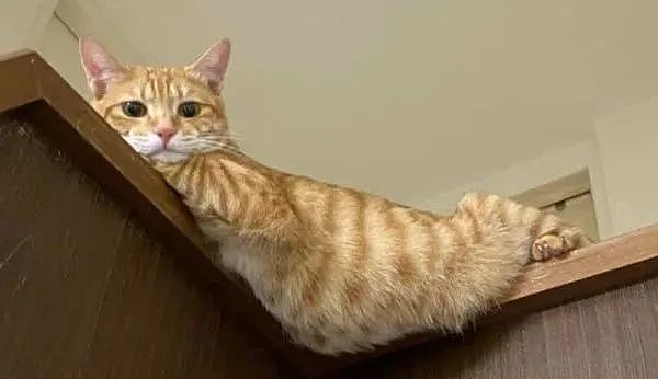 抬头惊见橘猫“肉肚垂挂”楼梯转角！脚交叉谜样视角：你在干嘛？ - 1