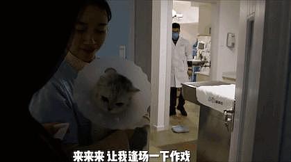 猫咪绝育，主人联合宠物医生演戏，结果…这是“认贼作母”啊！ - 2