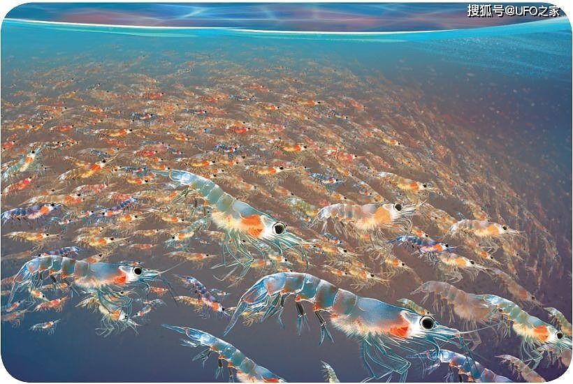 南极磷虾：5亿吨的海上“金矿”，中国将是最大“黑马”？ - 4