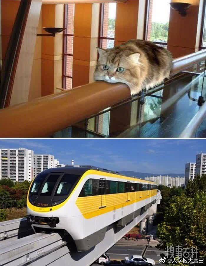 猫猫磁悬浮列车！