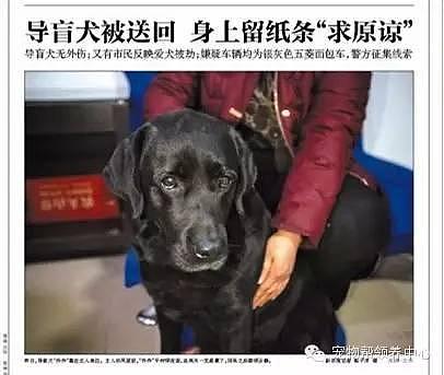 身价 20 万的导盲犬被偷，两天后找回，但偷狗贼绝对不能放过！ - 16