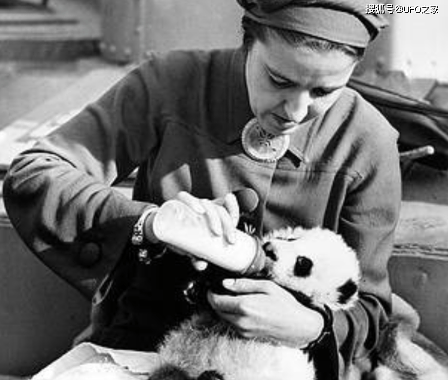 曾有个女人将活体大熊猫走私出中国，海关登记：携带哈巴狗一只 - 15