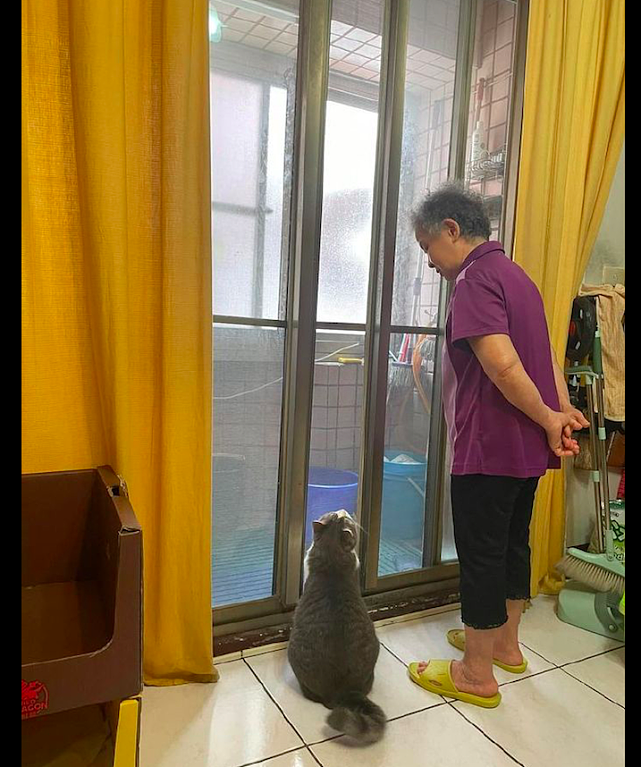 奶奶一开始反对养猫，后来却被它给感化了，猫：谁让我这么可爱呢 - 1