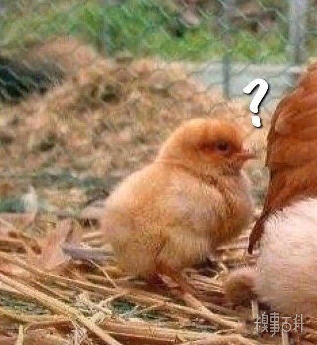 小鸡：？？？ 搞笑