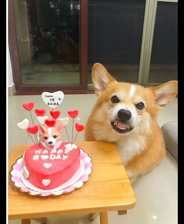 主人每年都给狗狗过生日，它回回都是在假笑：是你想吃蛋糕了吧？ - 2