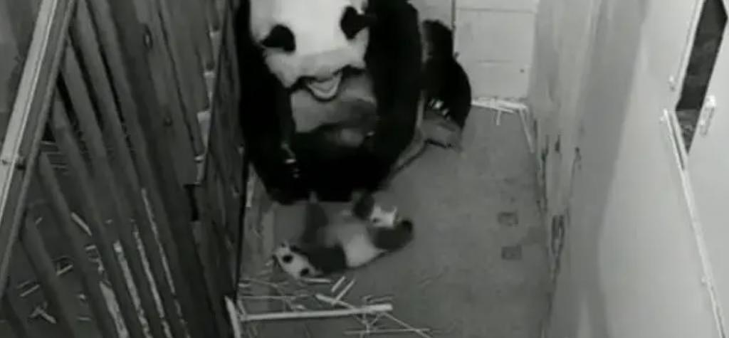在美国遭受“虐待”的两只中国大熊猫，终于要接你们回家了… - 22