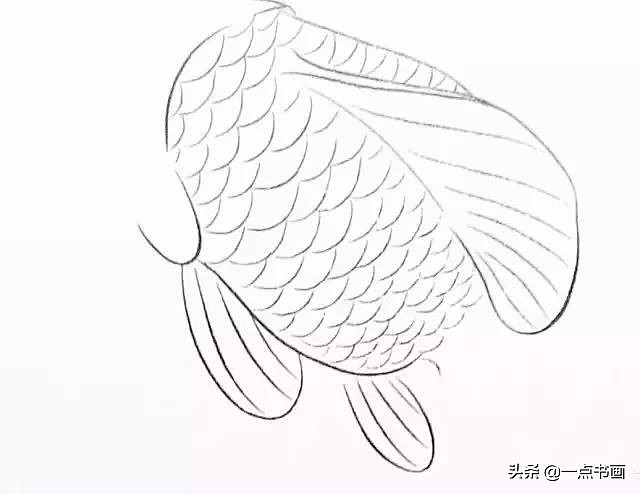 图文教程——工笔金鱼技法 - 7