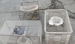 突发！扩散！上百只猫的偷猫窝点被一锅端，猫贩子入刑了！ - 3