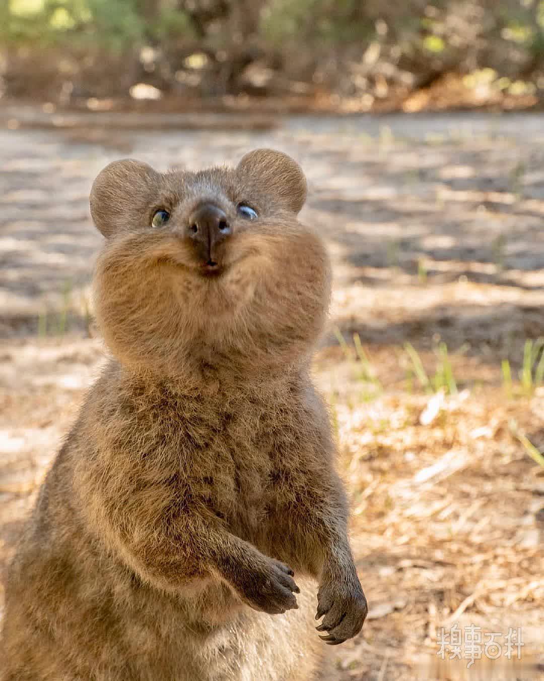短尾矮袋鼠，是澳洲的
