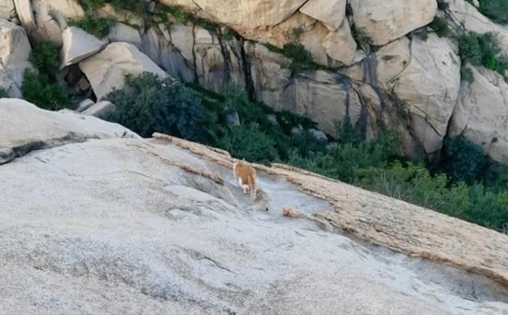 游客在黄山拍到不明野生动物，专家调查发现：这货好像是……大橘猫？ - 9