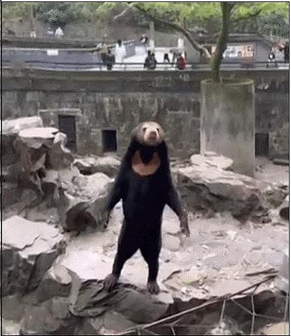 中国动物园的一头熊一夜之间火爆全球！国外媒体网友陷入疯狂：“它到底是熊还是人？！” - 8