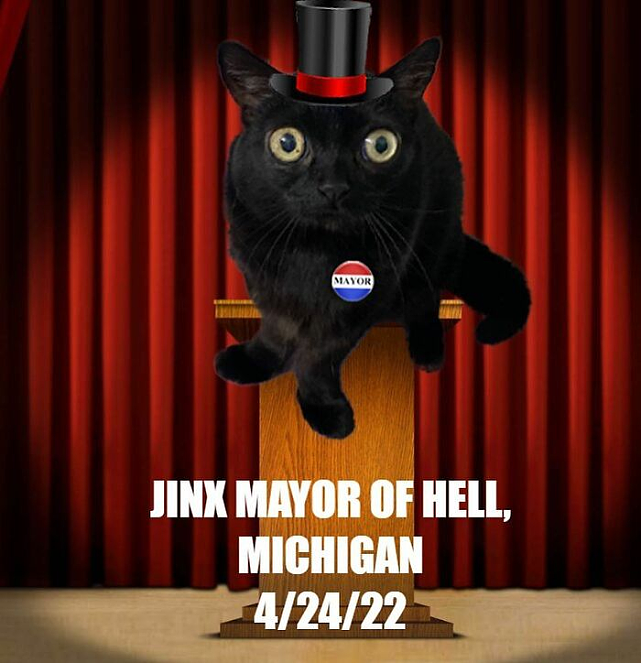 猫趣 | 这只黑猫不但长相奇特，还竞选成为小镇镇长，经历远超大多数人 - 9