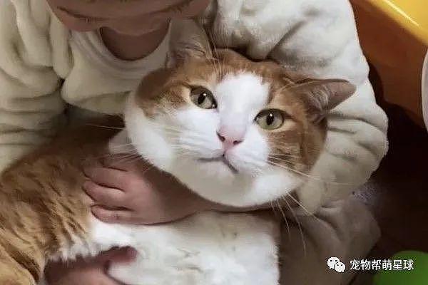 猫咪被小主人忘情狂吸，它一脸生无可恋：是作业太少了吗？ - 2