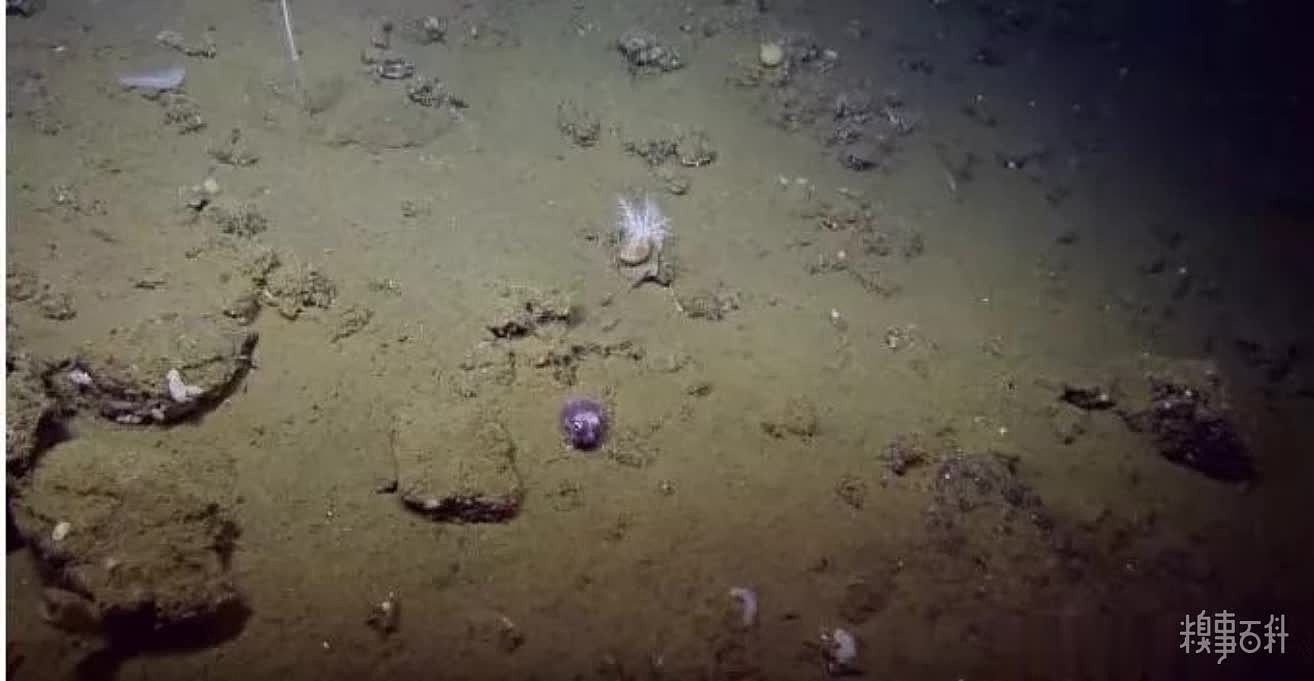 科学家在海底发现的这