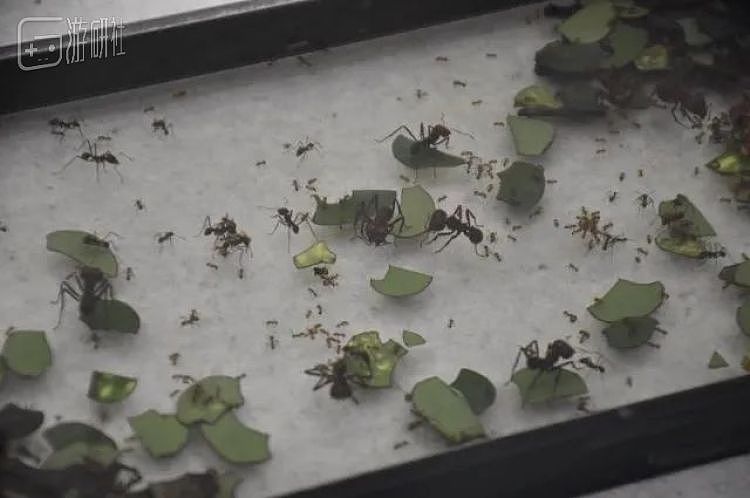 一场蚂蚁灭绝的展览，让日本人看到了“少子化”的未来 - 24