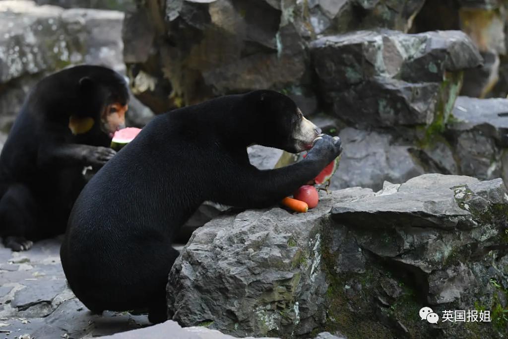 中国动物园的一头熊一夜之间火爆全球！国外媒体网友陷入疯狂：“它到底是熊还是人？！” - 22
