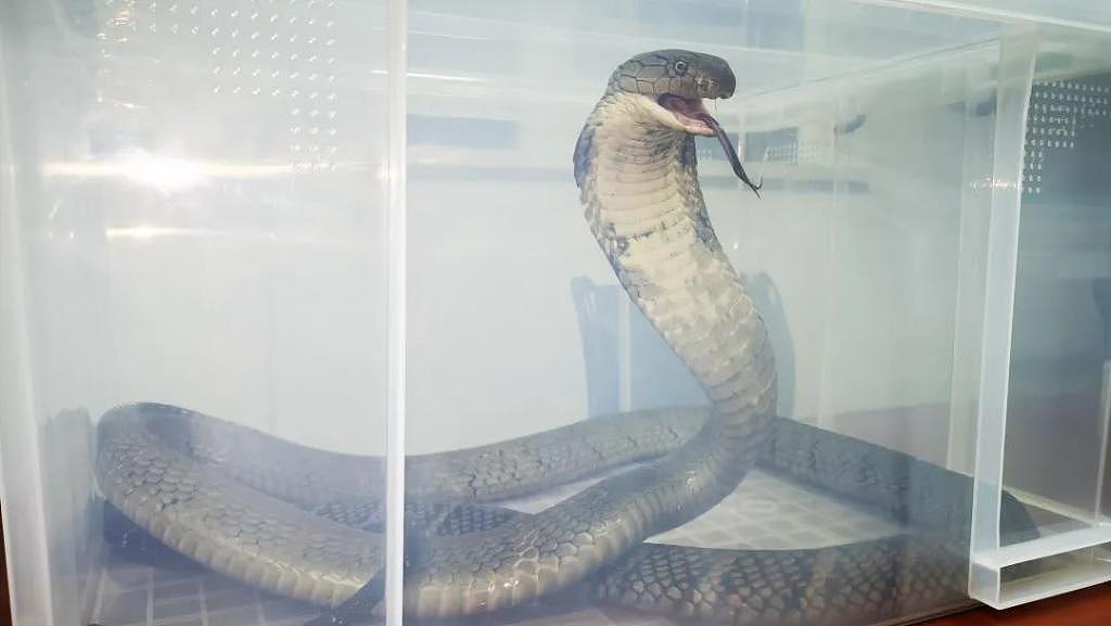 居民街头散步偶遇 3 米长眼镜王蛇，网友：最近“含蛇量”有点高 - 4
