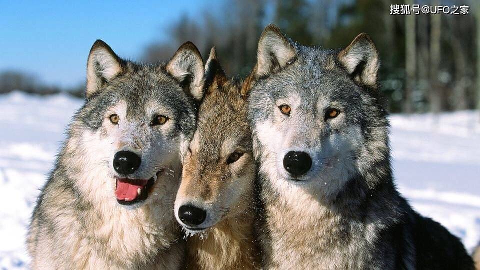 为何狼喜欢杀死同类？狼行为学专家潜入狼群13年，狼群秘密被揭开 - 6