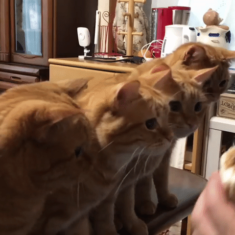 网友家养了5只大橘猫