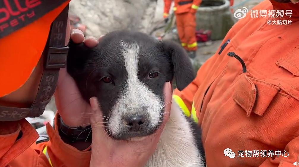 狗狗掉下山崖消防员冒险营救，而害狗狗被困险境的人，却一走了之了 . - 22