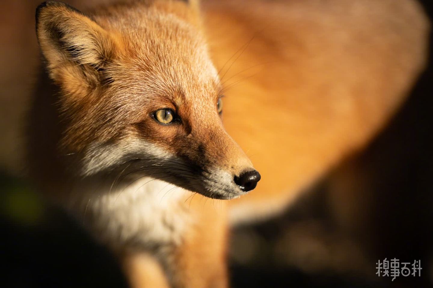 秋冬的狐狐开始变得