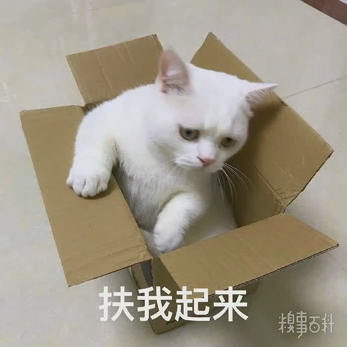 可爱小猫表情包