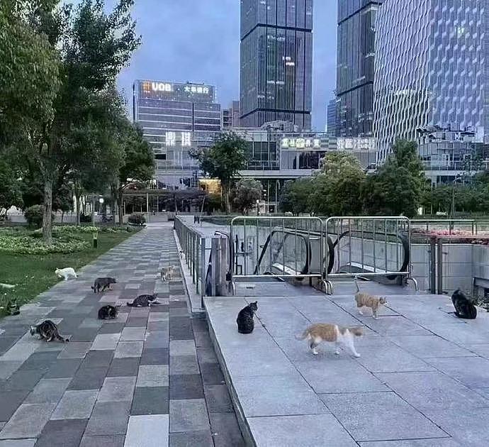 上海街头，已经被小猫小狗占领了？ - 4