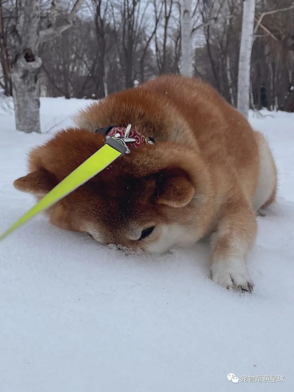 为了继续玩雪不回家，阿柴打算把自己闷死在雪里以示决心了！！！ - 5