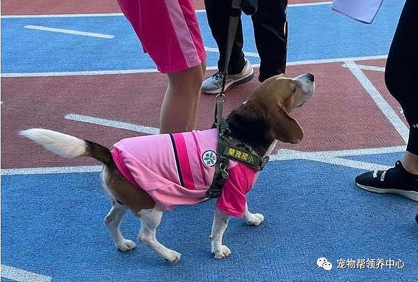 学校孩子运动会，竟有只狗狗穿同款运动衣一起参与，太温馨啦 ~ - 1