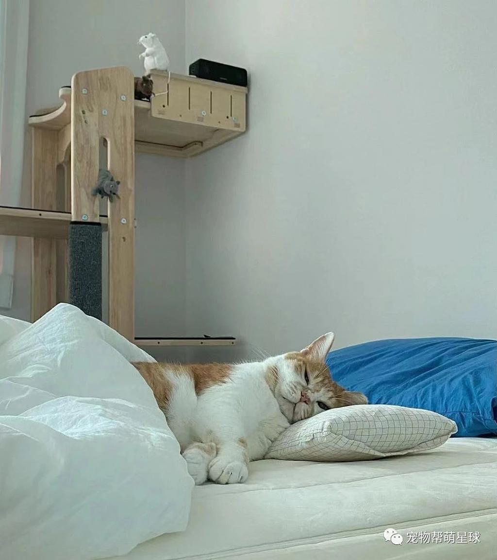 这只猫努力保持清醒的亚子，像不像早起不想上班的你？ - 2