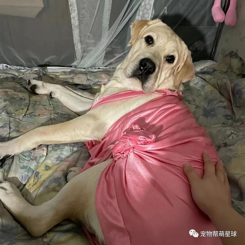 奶奶怕狗狗冻着，给它穿上了小睡裙，还是粉色真丝吊带的！ - 4